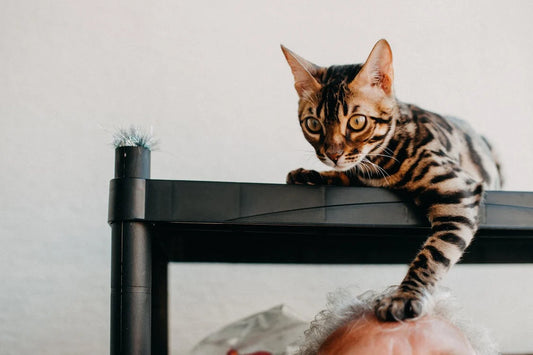 How to Choose a Cat Blow Dryer - Essential Guide for Cat Grooming
