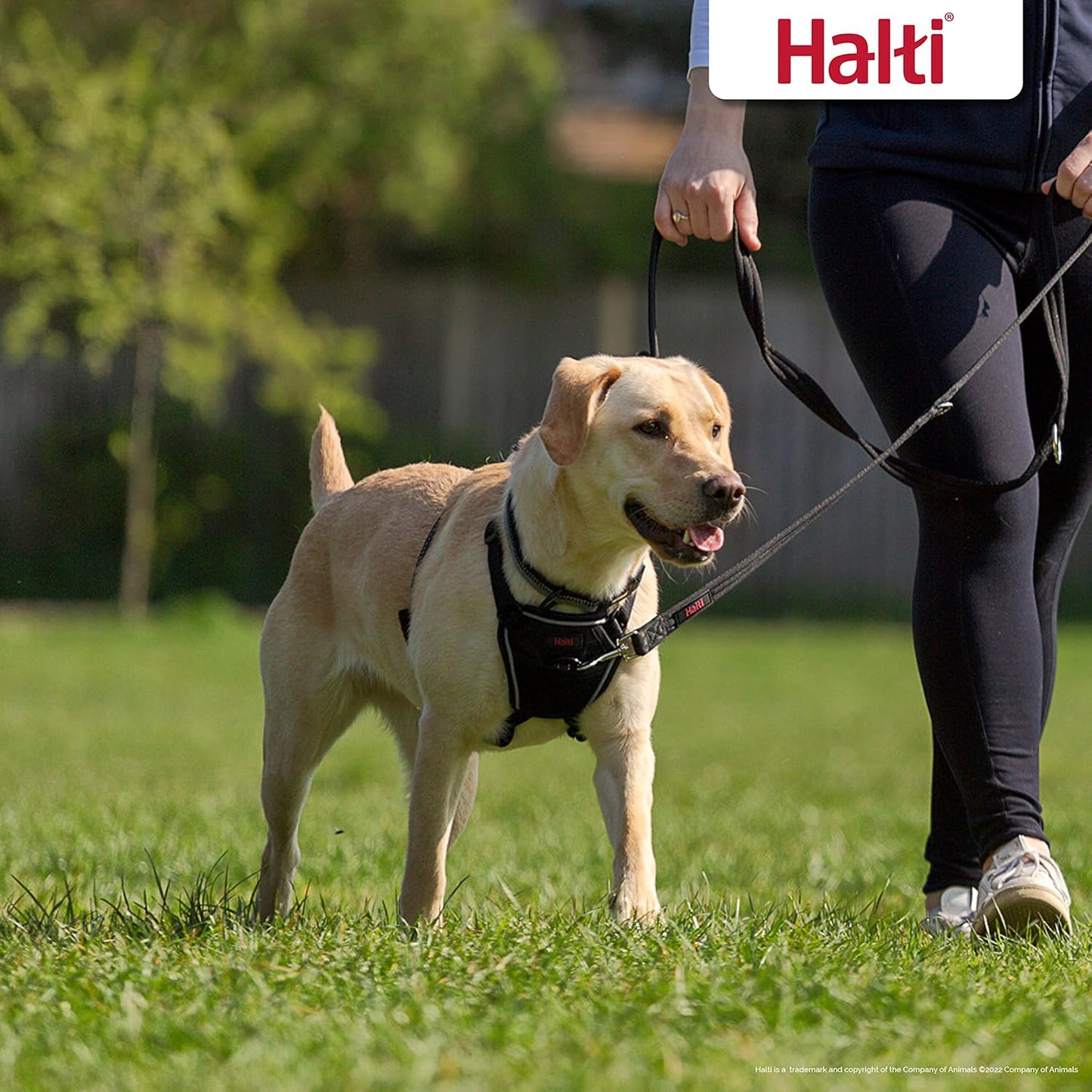 No Pull Harness - To Stop Your Dog Pulling on the Leash. Adjustable, Lightweight and Easy to Use. Reflective Dog Training Harness for Medium Dogs (Size M)
